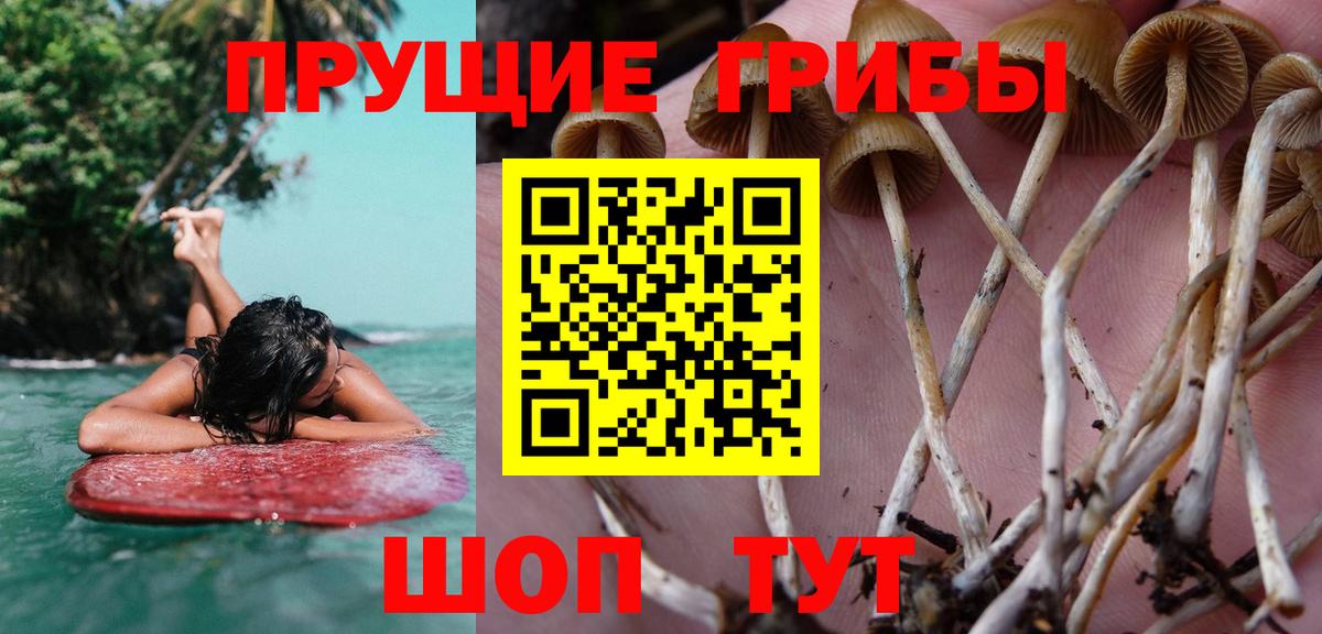 Псилоцибиновые грибы Psilocybe Муравленко